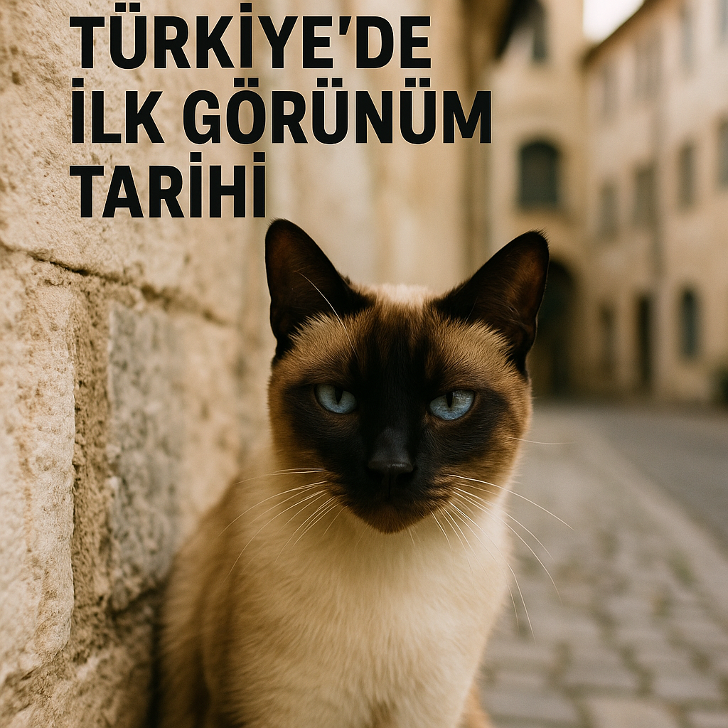 Siyam Kedileri: Türkiye’de İlk Görünüm Tarihi